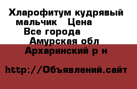 Хларофитум кудрявый мальчик › Цена ­ 30 - Все города  »    . Амурская обл.,Архаринский р-н